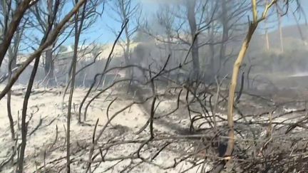 Provence : les incendies menacent le Var et les Bouches-du-Rhône (FRANCE 3)