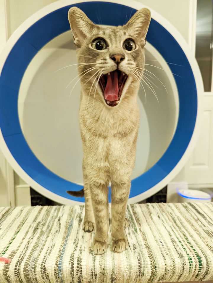 "OMG What is that ?" (Oh mon Dieu, qu'est-ce que c'est ?) de Beth Noble (Royaume-Uni). "CK fait sa tête surprise". (BETH NOBLE - COMEDY PET PHOTOGRAPHY AWARDS)