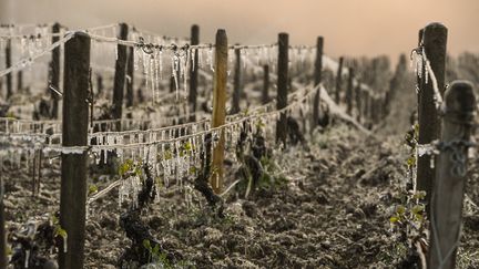 Doubs : les viticulteurs sur le qui-vive face à la chute des températures