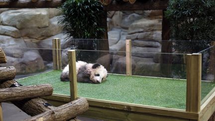 Yuan Meng, le bébé panda du zoo de Beauval (Loir-et-Cher). (THIBAULT CAMUS / POOL)