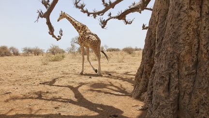 La réserve de Kouré, où a eu lieu l'attaque meutrière, abrite les dernières girafes d'Afrique de l'Ouest et est un site fréquenté par les expatriés. (THIERRY BRESILLON / GODONG)