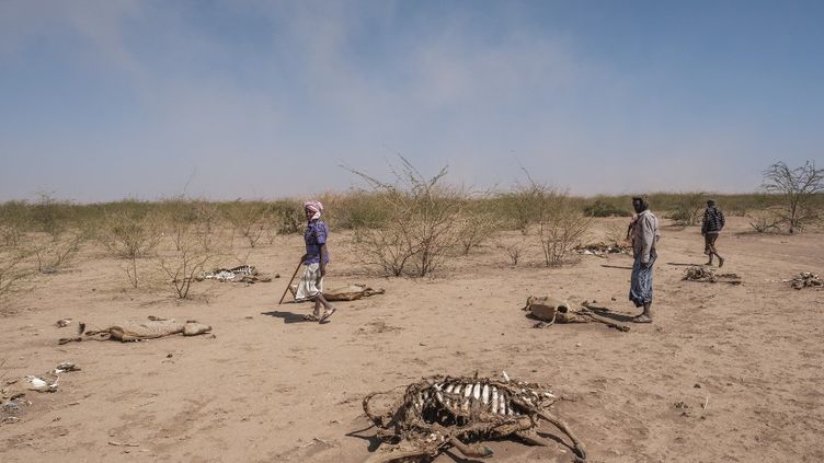 An animal carcass in Andalel (Ethiopia) on January 13, 2023.  (EDUARDO SOTERAS/AFP)