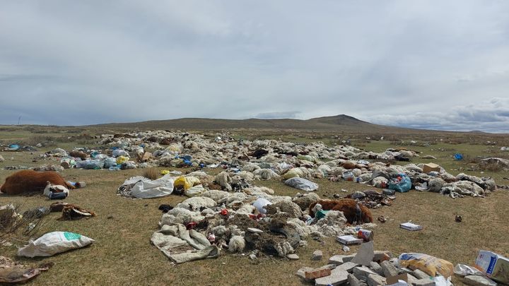 Dans les steppes mongoles, on trouve de nombreux chevaux et moutons morts, ce qui présente un risque sanitaire.  (SÉBASTIEN BERRIOT / RADIO FRANCE)