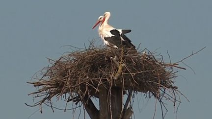 Faune : l'Alsace retrouve ses cigognes