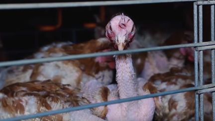 Une des poules de l'exploitation de Vendée infiltrée par l'association L214.&nbsp; (Capture d'écran, vidéo L214.)