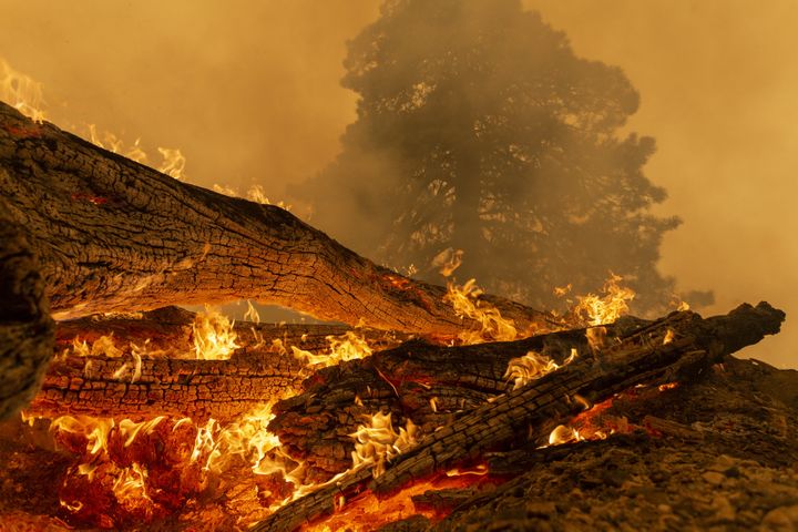 Des arbres brûlent au nord de Monrovia, en Califonie (Etats-Unis), le 10 septembre 2020. (DAVID MCNEW / GETTY IMAGES NORTH AMERICA)