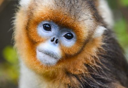 Un singe doré dans la réserve naturelle de Baihe (Chine), le 11 octobre 2024. (WANG XI / XINHUA / AFP)