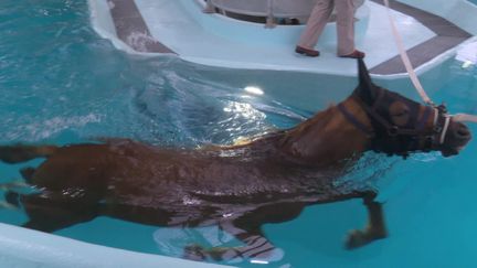 centre de balnéothérapie pour chevaux unique au monde