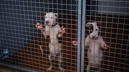 La SPA a confié à l'adoption 40 000 animaux de compagnie en 2024, mais les chiens ont trouvé plus difficilement un foyer