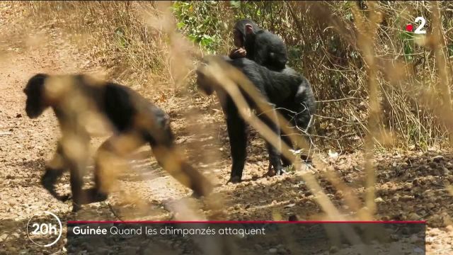 Guinée : une cohabitation entre hommes et chimpanzés de plus en plus difficile