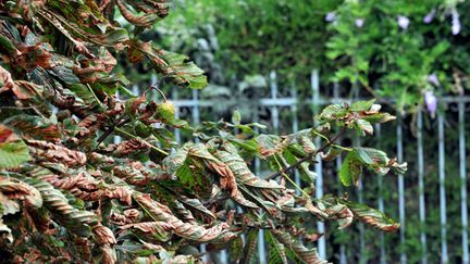 &nbsp; (La mineuse du marronnier, un papillon qui apparaît au printemps © MaxPPP)