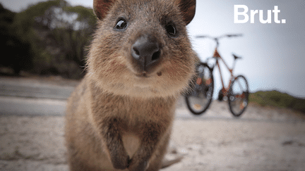 La popularité du quokka tient au sourire permanent qu'il affiche. Mais il est pourtant un animal sur le déclin.