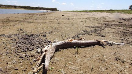 Un poisson mort g&icirc;t sur le sol ass&eacute;ch&eacute; du lac Corpus Christi pr&egrave;s de Mathis (Texas), le 20 ao&ucirc;t 2012. (TODD YATES / AP / SIPA)