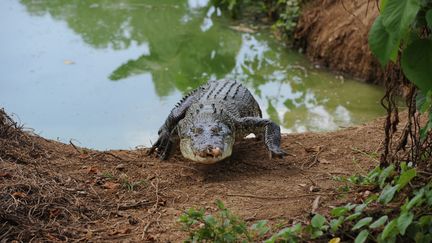 Un crocodile, le 5 juin 2014, sur l'île de Palawan (Philippines). (TED ALJIBE / AFP)