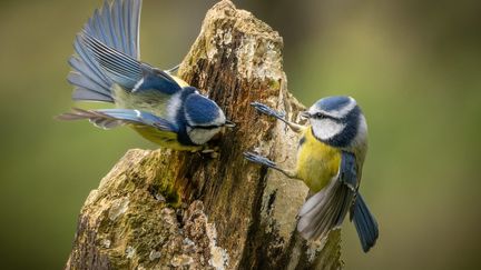 In 2023, this operation showed that the birds most frequently observed were robins, sparrows as well as blue tits (photo) and great tits.  (MEDIADRUMIMAGES/MARTINGOFF / MAXPPP)