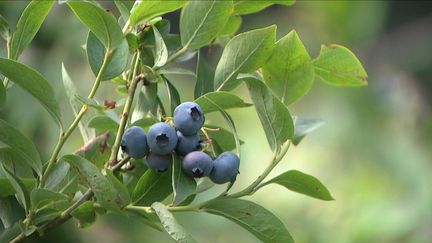 Vosges : saison de cueillette pour les myrtilles