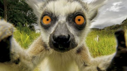 Un l&eacute;murien attrape le bo&icirc;tier d'un photographe &agrave; Madagascar, le 19 juin 2013. (SIMONE SBARAGLIA / CATERS NEWS AGENCY / SIPA)