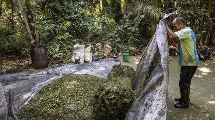 Un laboratoire clandestin de traitement de la coca au cœur de l'Amazonie. La feuille est mélangée à du ciment, de l'essence, de l'acide chlorhydrique afin d'obtenir la pâte de coca également appelée base, la première étape de transformation avant l'obtention de la cocaïne. Colombie, Departement du Meta, Novembre 2023. (CEGALERBA-SZWEMBERG / HEMIS.FR / AFP)