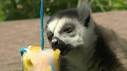 Au zoo, on s'adapte à la canicule