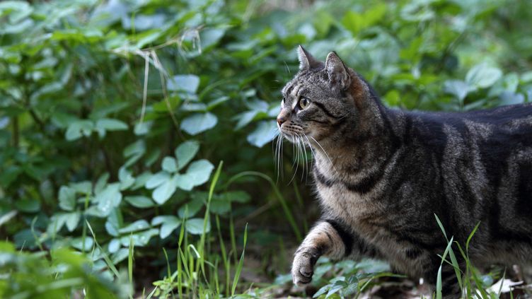 Certains Sons Aigus Semblent Declencher Des Convulsions Chez Les Vieux Chats