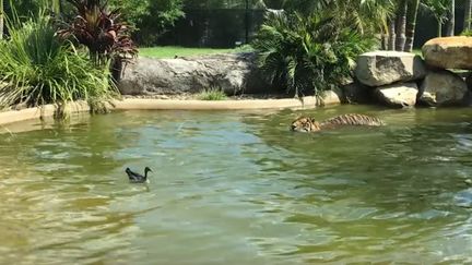 Un canard sauvage dans la petite piscine de l'enclos de Jalur, un tigre mâle dans le zoo&nbsp;Symbio de Sydney (Australie), janvier 2017 (SYMBIO WILDLIFE PARK / YOUTUBE)