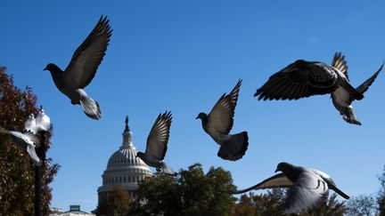 Des pigeons près du Capitole, le 13 novembre 2019 à Washington (Etats-Unis). (SARAH SILBIGER / GETTY IMAGES NORTH AMERICA / AFP)