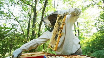 Consommation : les origines parfois trompeuses du miel