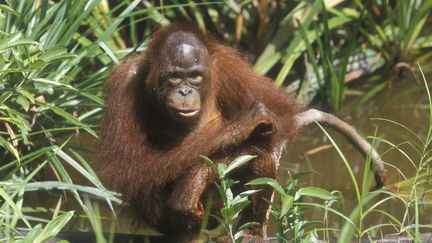 Photo d'illustration. L'organisation britannique "Intenational animal rescue" a mis en ligne le 5 juin 2018 la vidéo d’un orang-outan qui tente de défendre sa forêt d'un bulldozer. (AFP)