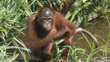 Les orangs-outans, premières victimes de l'huile de palme