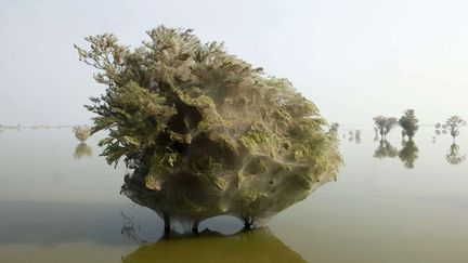 Des arbres sont emprisonn&eacute;s dans des toiles d'araign&eacute;es au Pakistan. Ces animaux y ont trouv&eacute; refuge en raison des inondations, avril 2011. (WENN / SIPA)