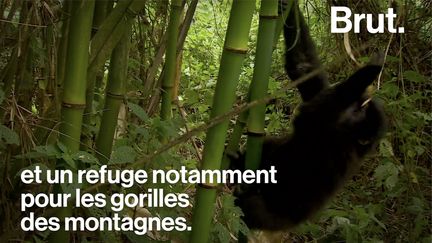 VIDEO. En République démocratique du Congo, 6 éco-gardes ont été tués par un groupe armé (BRUT)