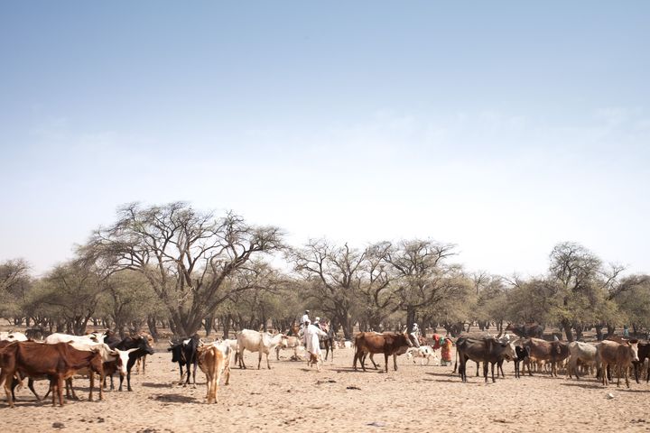 Troupeau dans la région de Ouaddaï au Tchad (mars 2019). (AMAURY HAUCHARD / AFP)