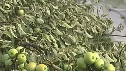 Tarn-et-Garonne : la production de fruits mise à mal par les orages