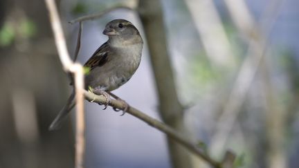 L'observatoire des jardins confirme le déclin de 41% des espèces d'oiseaux communs. Photo d'illustration. (JEAN-CHRISTOPHE VERHAEGEN / AFP)