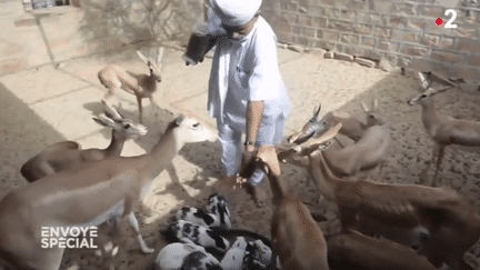 La biodiversité est leur religion : "Envoyé spécial" à la rencontre des Bishnoïs du Rajasthan (ENVOYÉ SPÉCIAL  / FRANCE 2)