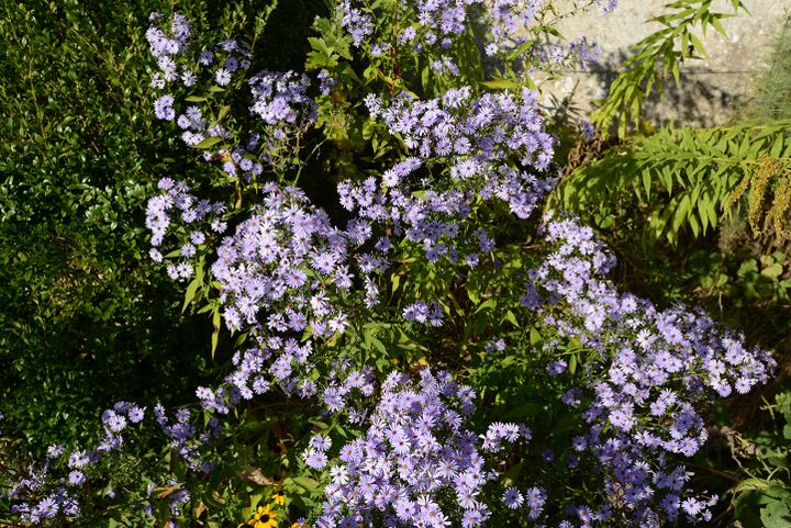 À de rares exceptions, les asters se plaisent en situation bien ensoleillée. (ISABELLE MORAND / RADIO FRANCE / FRANCE INFO)