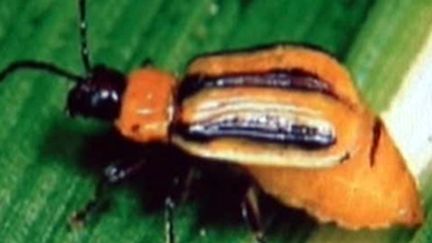 La Chrysomèle du maïs ronge les racines de la plante (© France 3)