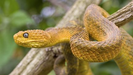 Vipère du bush dans des branches au Cameroun. (MICHEL GUNTHER / BIOSPHOTO)