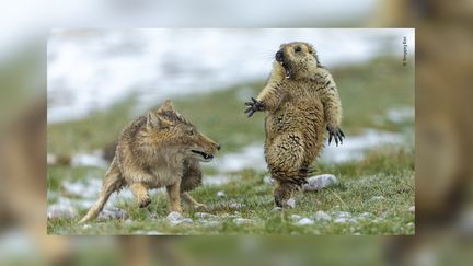 Une marmotte est surprise par une renarde dans la réserve naturelle des monts Qilian (Chine), en 2019. (YONGQING BAO / WILDLIFE PHOTOGRAPHER OF THE YEAR)