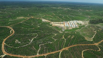 A la conférence de Cancun en 2010, les députés européens ont souhaité que l'Union européenne soutienne le programme des Nations unies contre la déforestation.
	  (AFP PHOTO / ROMEO GACAD)