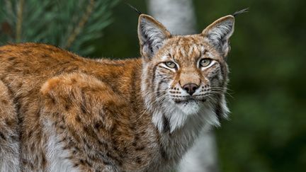 Un lynx boréal, appelé également lynx d'Eurasie, dans une forêt. (PHILIPPE CLEMENT / MAXPPP)