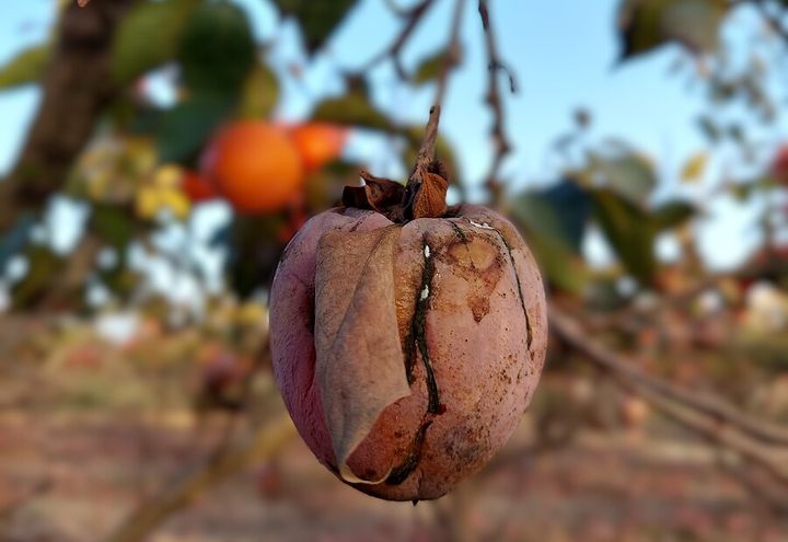 Gorgés d'eau, les kakis qui auraient du être récoltés pourrissent et tombent. (ISABELLE LABEYRIE / RADIO FRANCE)