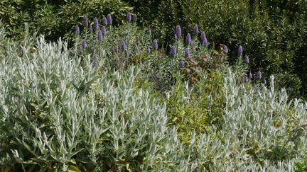 Germandrée (Teucrium heterophyllum) et vipérine (Echium) au Jardin botanique de Nice.&nbsp; (ISABELLE MORAND / RADIO FRANCE / FRANCE INFO)