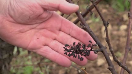 Sale temps sur les vignes en France. La météo a des conséquences sur les vendanges de l’année 2024. La production viticole est à un niveau très bas, en recul de 23 % en 2024 d’après le ministère de l’Agriculture. (France 2)