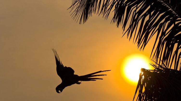 The flight of a parrot in Brazil.  (JUAN-CARLOS MUNOZ / BIOSPHOTO)