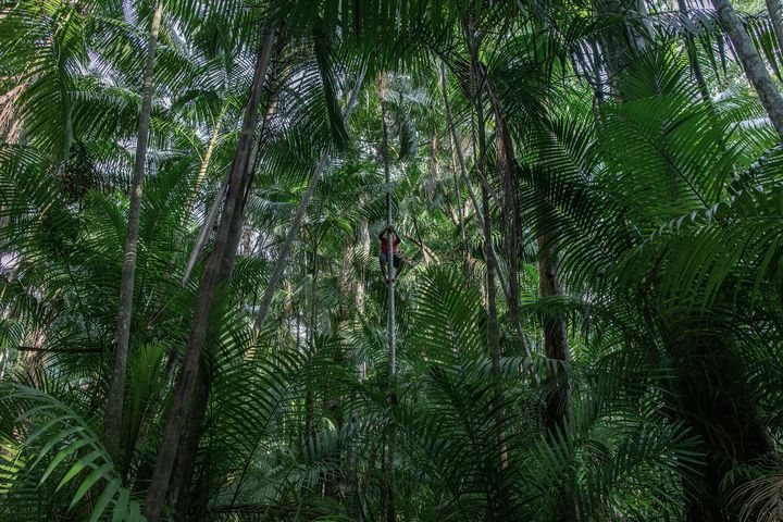 Un homme à l'ascension d'un palmier dans l'Île de Combu, au Brésil. Une photo de Victor Moriyama dans le cadre de l'exposition "La déforestation de l'Amazonie".&nbsp; (Victor Moriyama pour The New York Times)