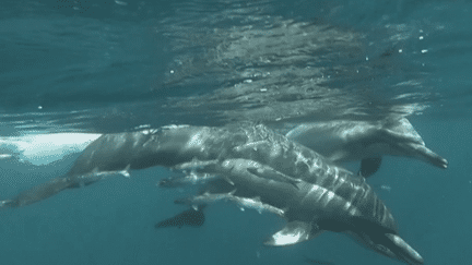 Dans le golfe de Gascogne, les pêcheurs vont pouvoir reprendre la mer à partir de minuit, dans la soirée du mardi 20 février, après un mois d'interdiction de pêche afin de protéger les dauphins, qui peuvent être piégés dans leurs filets. Ce répit a-t-il permis d'avoir moins de morts chez les cétacés ? (France 2)