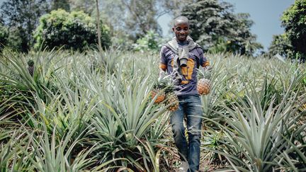 Et sur des terrains supervisés par le "Mwami", le chef coutumier, des habitants ramassent des ananas gorgés de sucre aux formes généreuses et des oranges. (LUKE DENNISON/AFP)