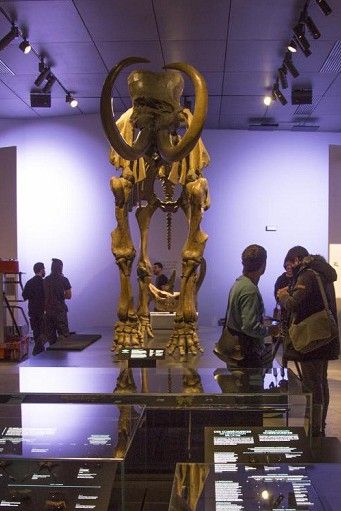 Le musée des Confluences et ses squelettes de mamouth 
 (Quentin Lafont )