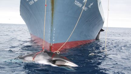 Une photo rendue publique le 7 f&eacute;vrier 2008, montrant un bateau japonais se livrant au harponnage de deux baleines dans l'Antarctique. (AUSTRALIAN CUSTOMS SERVICE / AFP)